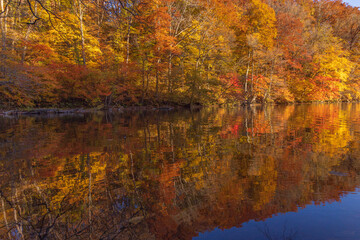 Wall Mural - autumn leaves reflected in water