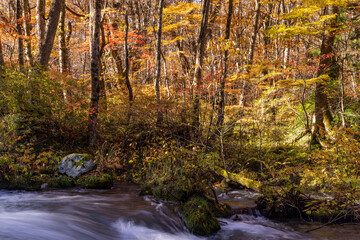 Wall Mural - autumn leaves  in water