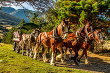 The Horse Drawn Carriages At Erewhon Clydesdale Horse Stud And Working Farm Near The Headwaters Of The Rangitata Gorge