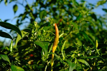 Wall Mural - Fresh chilli is a fungus