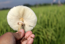 Leucoagaricus Leucothites, White Dapperling, Or White Agaricus Mushroom Stem Bottom Side View  In The Hand On Blurry Green Paddy Field Background.