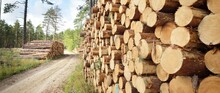 Freshly Made Firewood In The Evergreen Forest, Pine Tree Logs Close-up. Environmental Damage, Ecological Issues, Ecology, Nature, Wood, Deforestation, Alternative Energy, Lumber Industry, Business