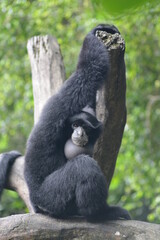 Wall Mural - The siamang, Symphalangus syndactylus is an arboreal, black furred gibbon native to the forests of Indonesia.  The siamang starts its day by calling with throat sac inflated  in the early morning 