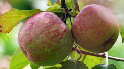 Wall Mural - The Sweet and organic plums grown at Fu Shou Shan Farm mountain in Taiwan