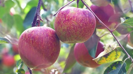 Wall Mural - The Sweet and organic plums grown at Fu Shou Shan Farm mountain in Taiwan