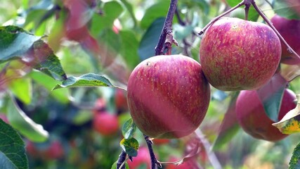 Wall Mural - The Sweet and organic plums grown at Fu Shou Shan Farm mountain in Taiwan