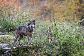 Wall Mural - a grey wolf in the forest
