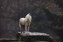 Arctic Wolf Walking In A Forest