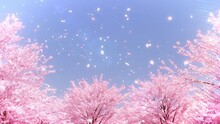 桜並木と桜吹雪（トラックアップからアオリ）/昼