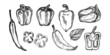 Pepper hand drawn set. Fresh organic vegetable, hot pepper in engraved style. Detailed food drawing.