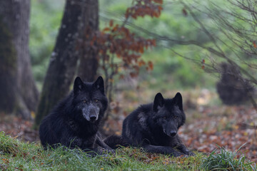Leinwandbilder - A black wolf in the forest