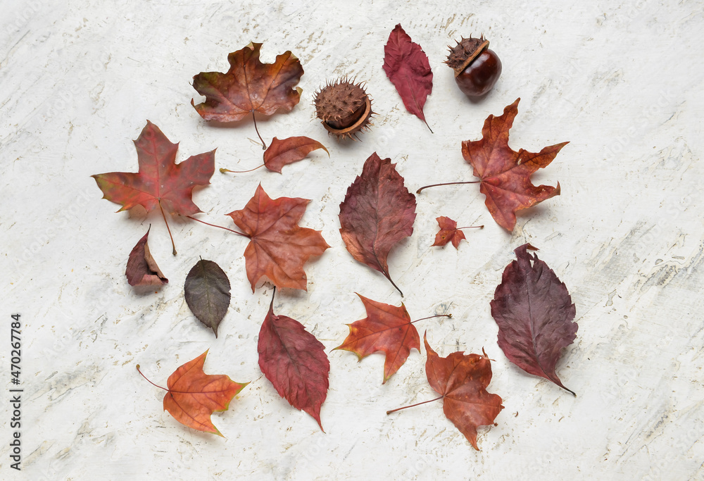 Different autumn leaves on light background