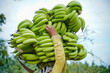 Indian labor carrying banana bunch from agriculture field.