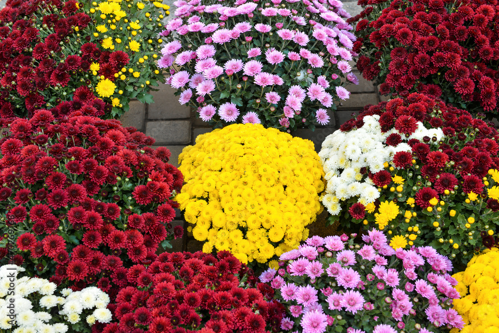 Colorful chrysanthemum flowers outdoors