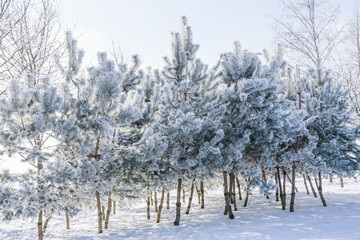 Wall Mural - Winter landscape in the Park