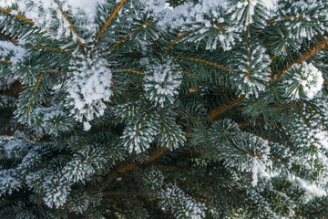 Wall Mural - The branches of the Christmas tree in the snow