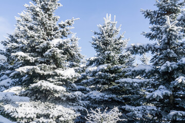 Wall Mural - The branches of the Christmas tree in the snow