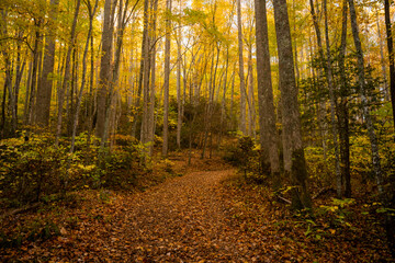 Wall Mural - Yellow Leaves Highlight Thick Forest