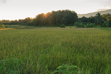 Landscape with green  field rice of light  sunset