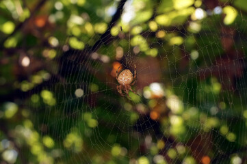 animal body part, animal markings, arachnid, autumn, background, backgrounds, closeup, defocused, fear, garden, green, halloween, insect, large, macro,, nature, no people, orb weaver s