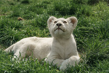 Cute Young White Lion Cub Lying On The Grass