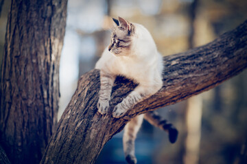 Wall Mural - Thai cat climbs a tree. Portrait of a Thai cat in nature.