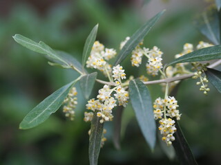 white flowers on olive tree