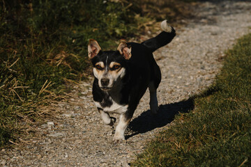 Wall Mural - Small cute mongrel dog of black and red with tan color. Mixed breed dog runs along country road ahead and ears fly up from speed and wind.