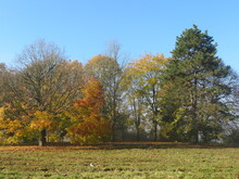 Beautiful Landscape With Trees Field Autumn Horizon