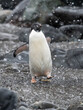 Adélie penguin walking in snowstorm in Antarctica