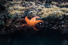 Red Starfish In A Tide Pool On Oregon Coast