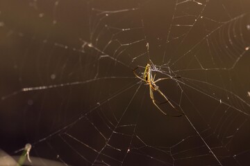 Spider