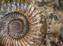 Ammonites Fossil In Rock, Petrified Prehistoric Extinct Animal Like Snail