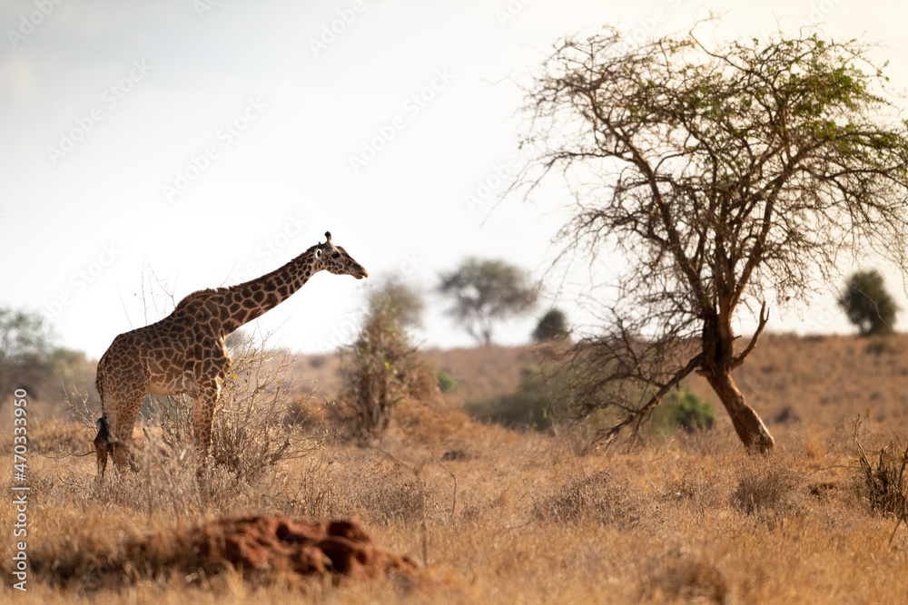 Giraffe in Kenya on safari, Africa. The giraffe is an African ...