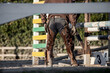 Ranch life, rear view of a cowboy wearing chaps while working in paddock