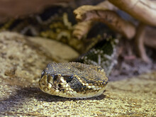 Head Eastern Diamondback Rattlesnake (Crotalus Adamanteus) Is A  Of Venomous Pit Viper In The Family Viperidae 