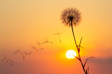 Wall Mural - Silhouettes of flying dandelion seeds on the background of the sunset sky. Nature and botany of flowers