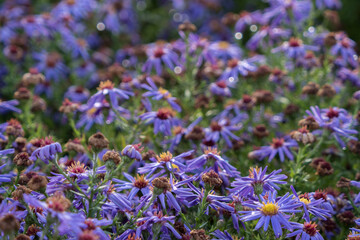 A lovely lila coloured flower closeup in jena, copy space