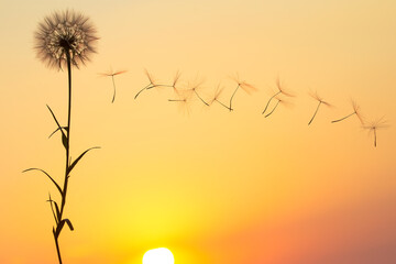 Wall Mural - Silhouettes of flying dandelion seeds on the background of the sunset sky. Nature and botany of flowers