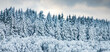 © Melinda Nagy - beautiful winter landscape  snow covered pine forest