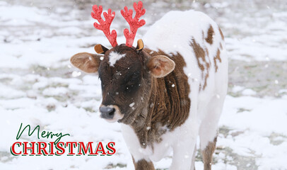 Canvas Print - Merry Christmas greeting with reindeer calf in snow on farm.