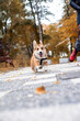 Photos of a corgi dog on a walk in the park in autumn