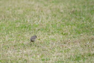 buff bellied pipit in the field