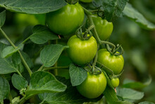 Green Tomatoes In The Garden
