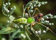 Green Lynx Spider And Its Prey Along The Shadow Creek Ranch Nature Trail In Pearland, Texas!