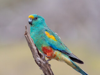 Wall Mural - close up of a a male mulga parrot on a branch at gluepot reserve