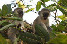 Two Vervets Are Perched On A Tree Branch. The Vervet Monkey (Chlorocebus Pygerythrus), Or Simply Vervet, Is An Old World Monkey Of The Family Cercopithecidae Native To Africa. Wildlife.