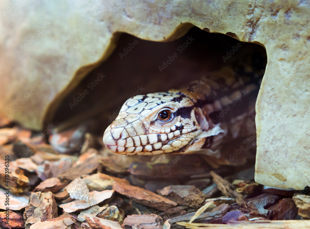 Red Tegu. It is found in Argentina, Bolivia, Brazil and Paraguay. The ...