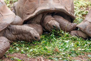 Wall Mural - Drei Landschildkröten beim Fressen 