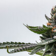 Macro Shot of a Gelato Cannabis Plant with Trichomes showing